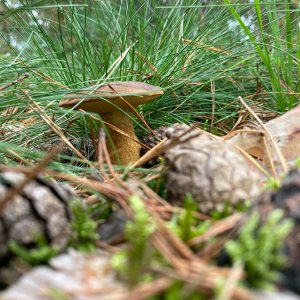 Pilz...... Jürgen Herborn
